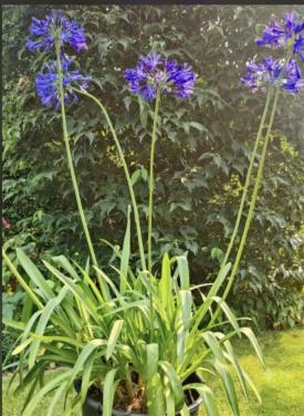 Grote pol Agapanthus