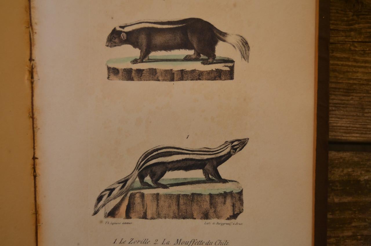 Oeuvres complet de Buffon 1833 fraai!!