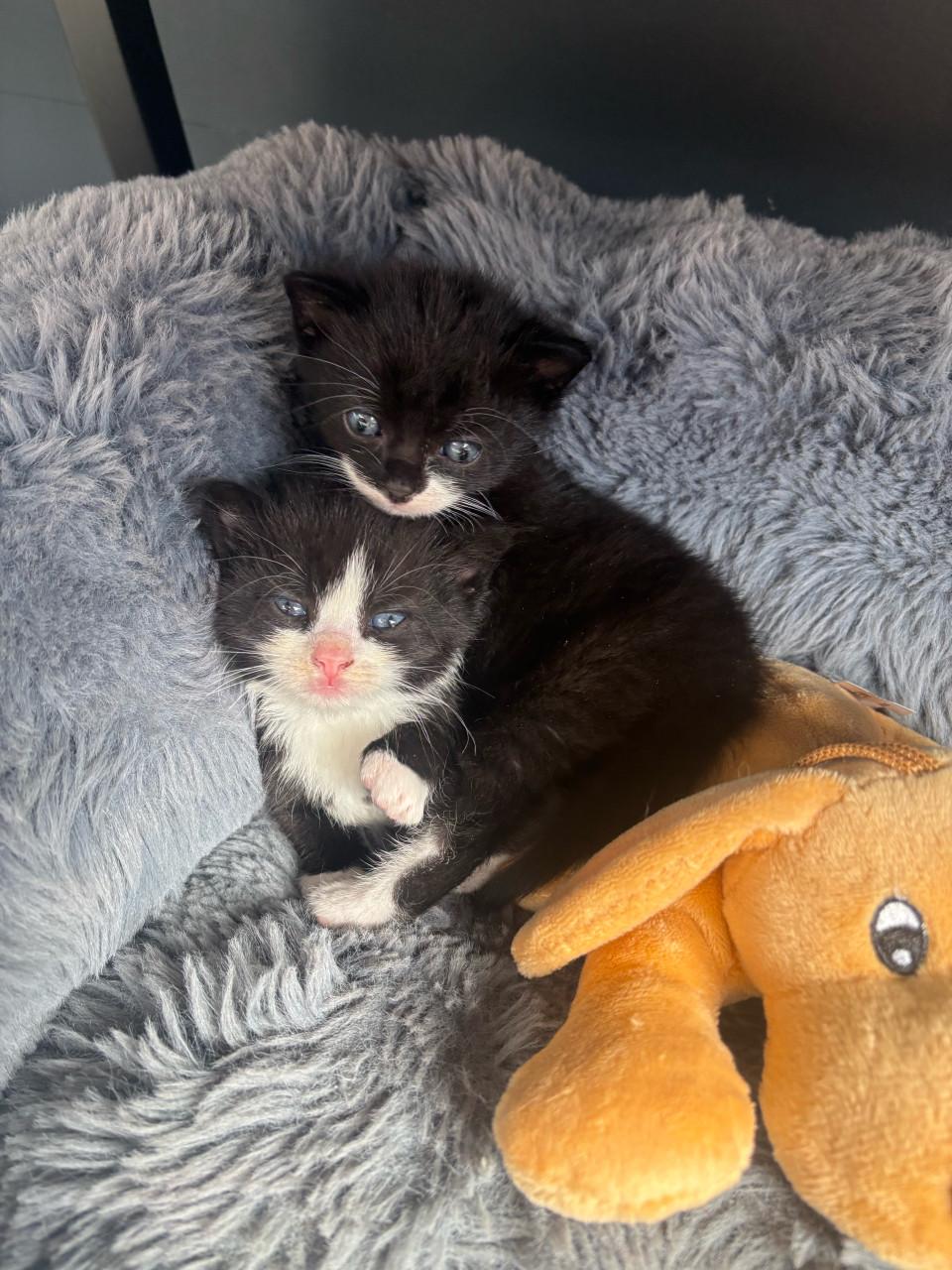 Lieve kittens