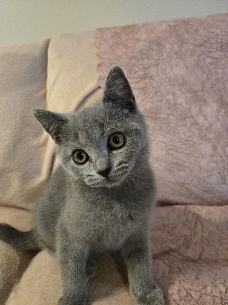 Britse korthaar kittens