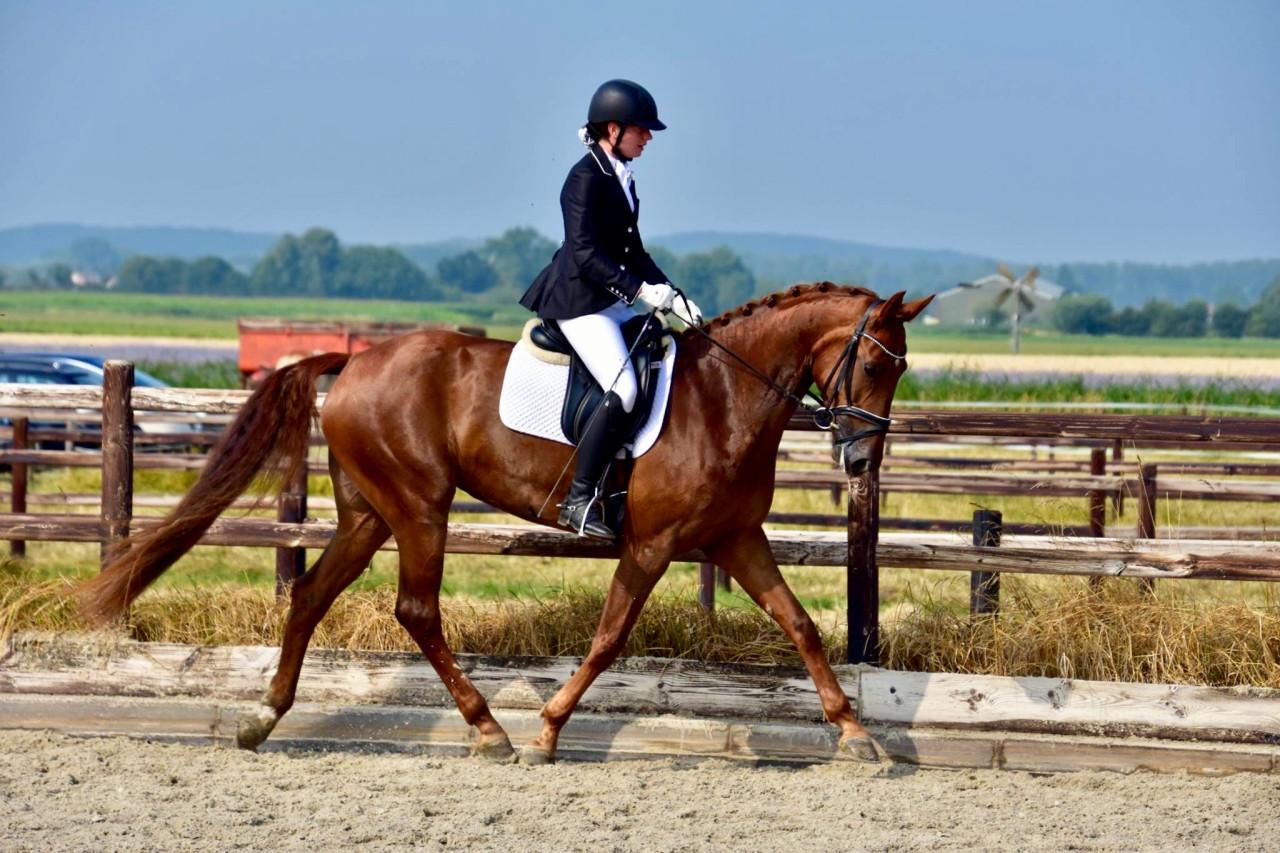 Te koop: 14 jarige KWPN merrie