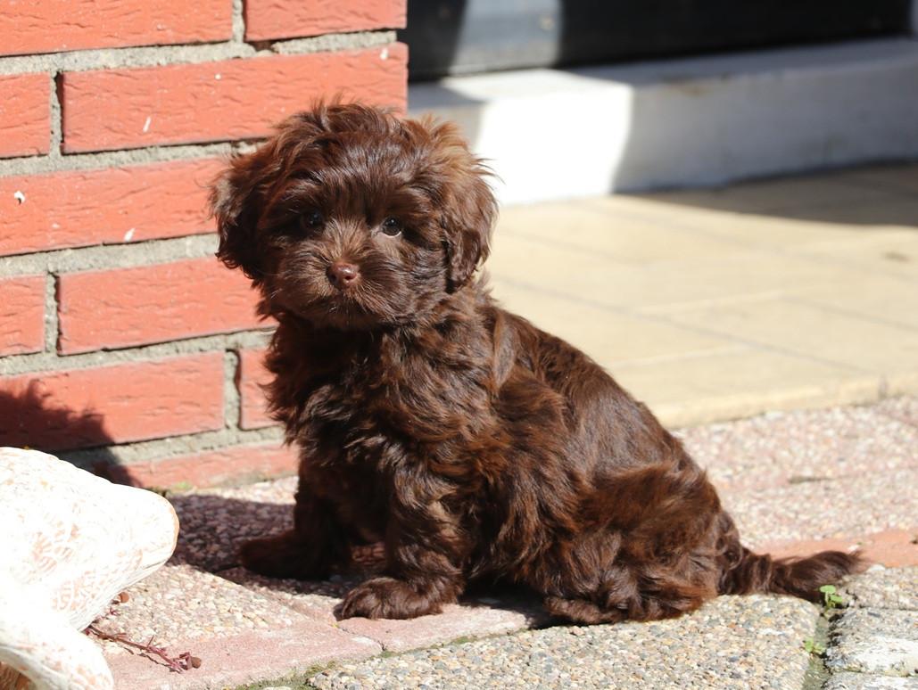 Shihpoo pups beschikbaar ( choco bruin en zwart gestroomd )
