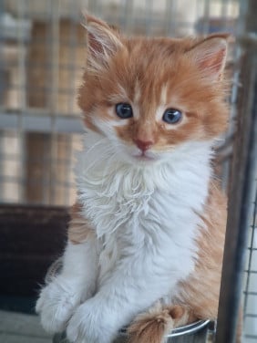 Te koop mooie Maine Coon kittens