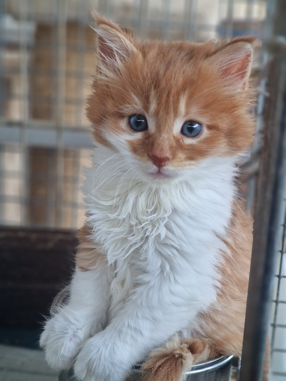 Te koop mooie Maine Coon katertjes