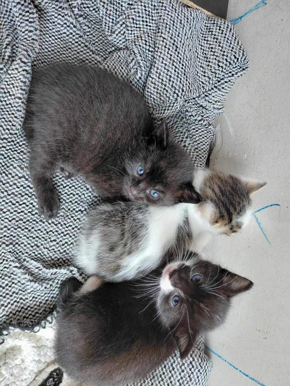 Leuke katertjes