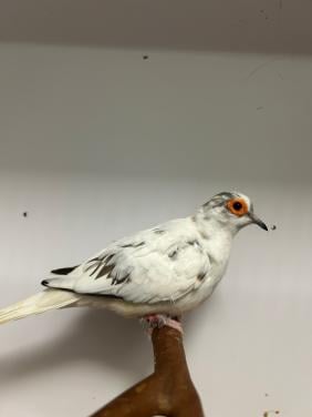 3-3 diamantduif bont