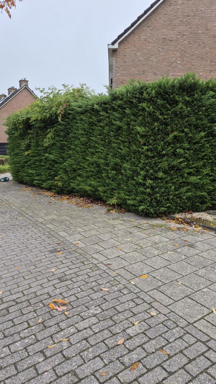 Tuinman