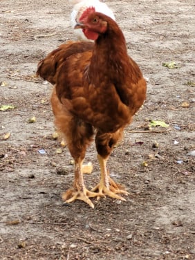 Prachtig haantje