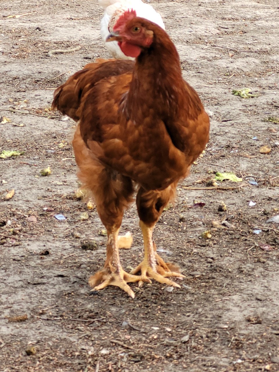 Prachtig haantje