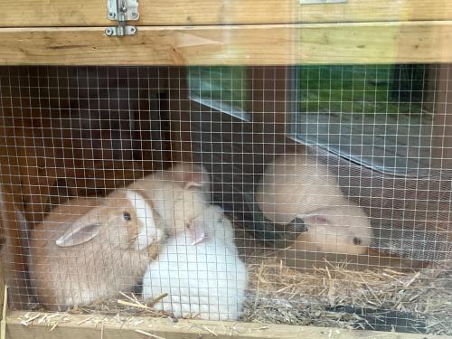 Dwergkonijnen te koop