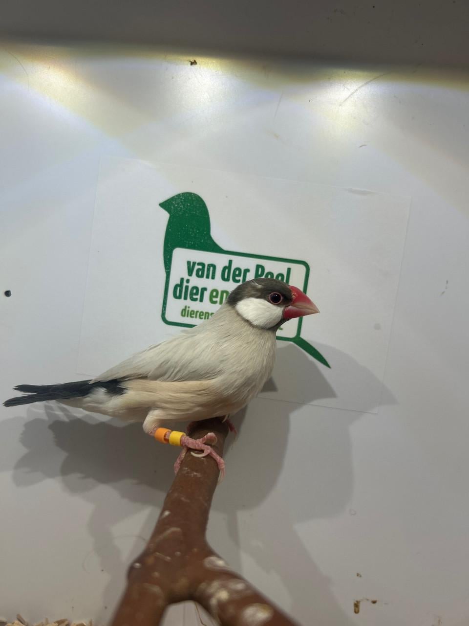 Rijstvogels