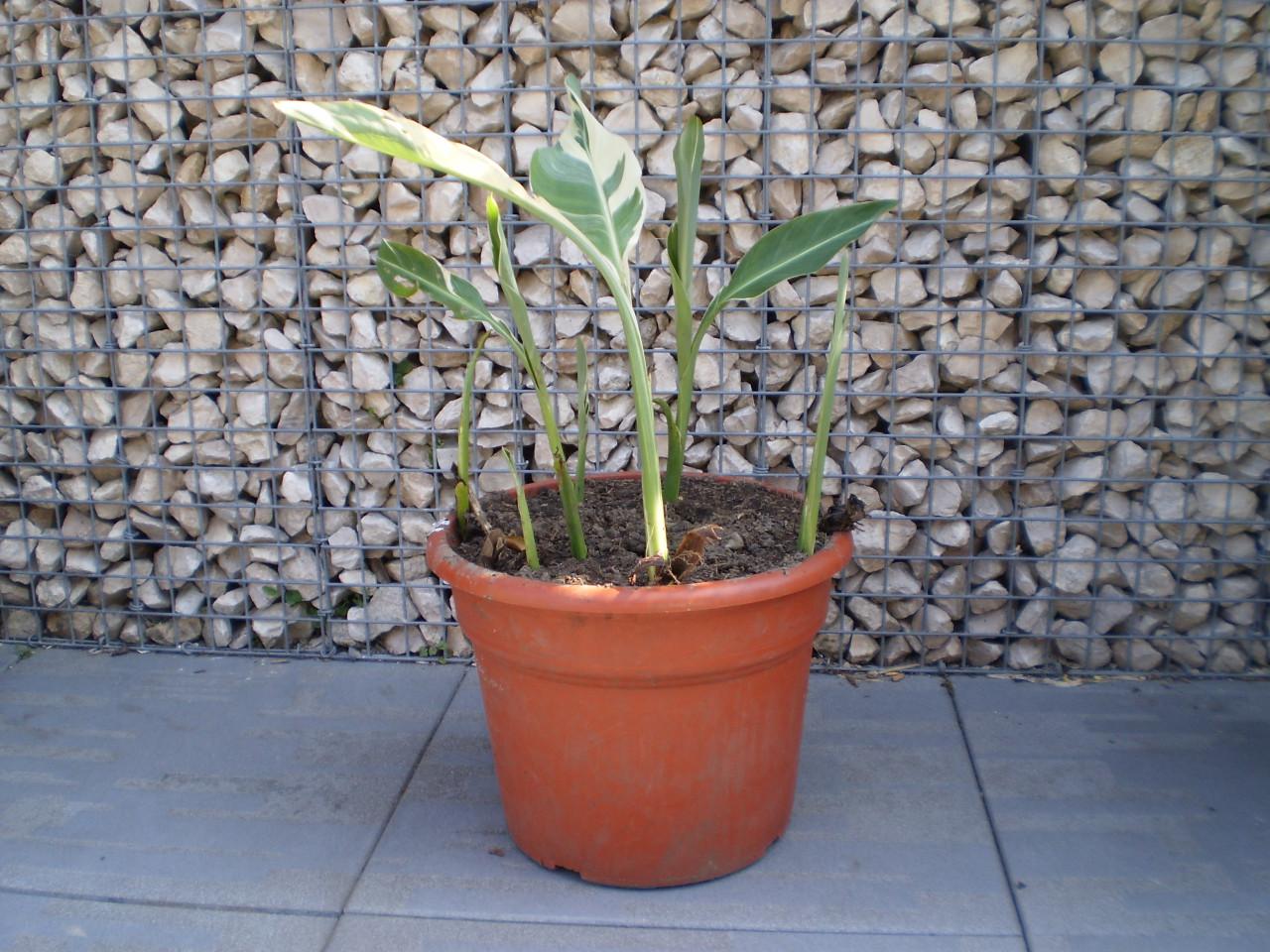Canna Stuttgart