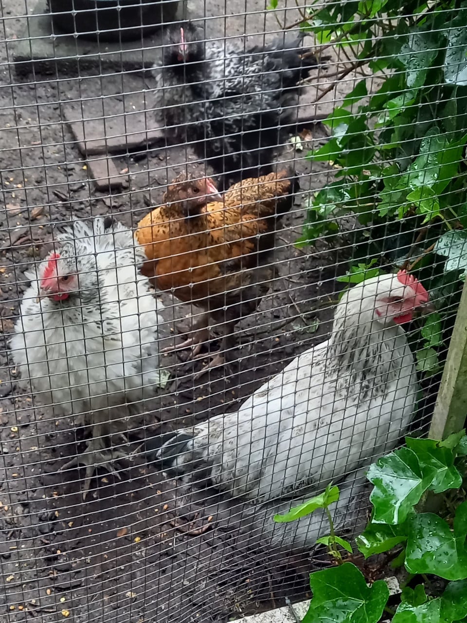 JONGE KIPPEN (groothoender krulveer cochin X legkippen)