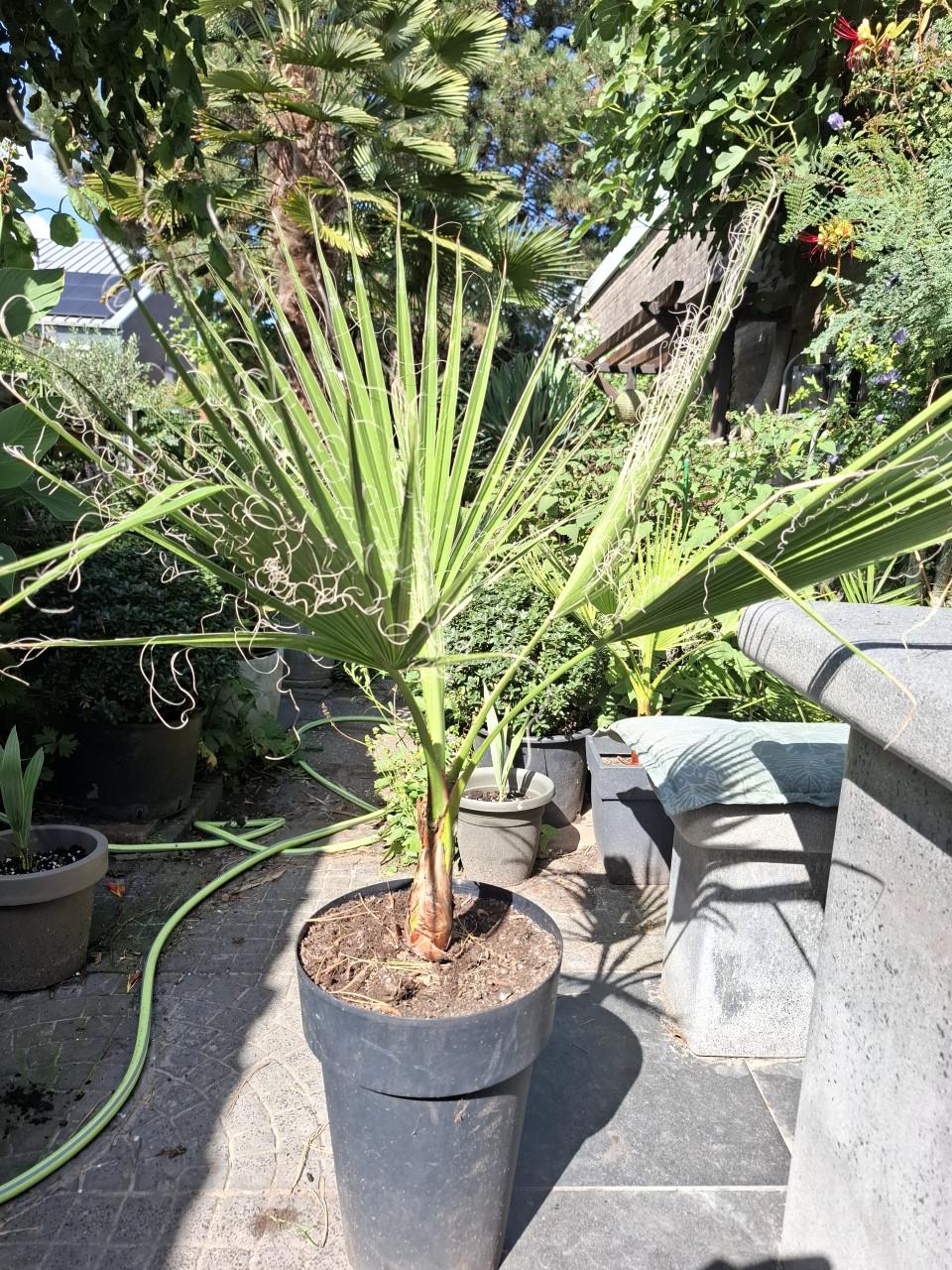 Washingtonia Robusta palm