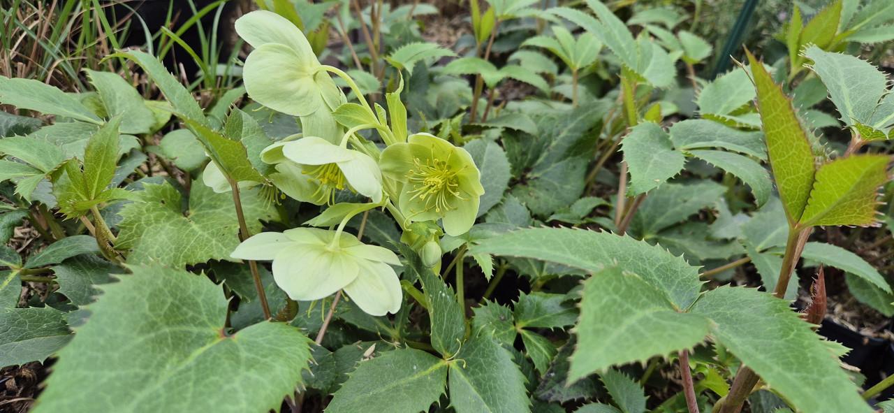 Vaste planten, verantwoord gekweekt