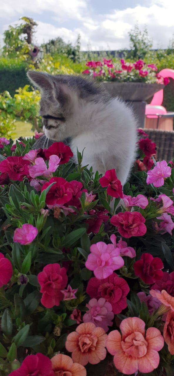 Prachtige kittens 😻