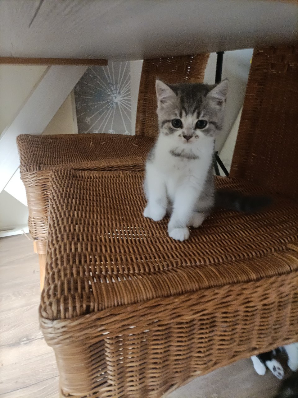 Kruising kittens