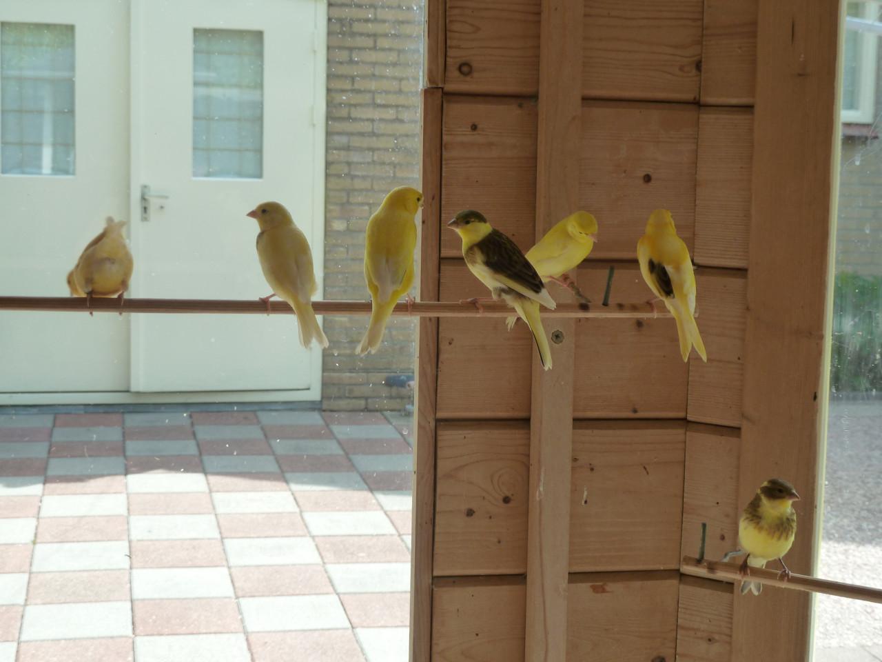 JONGE KANARIES