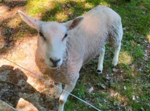 Schapen schaap ram rammen