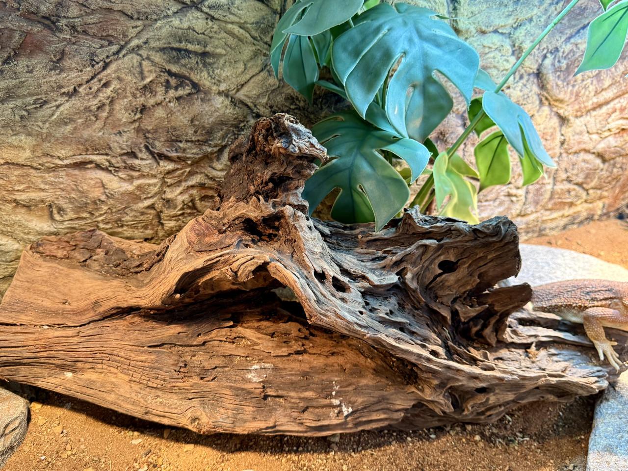 Terrarium inclusief alles en baardagaam