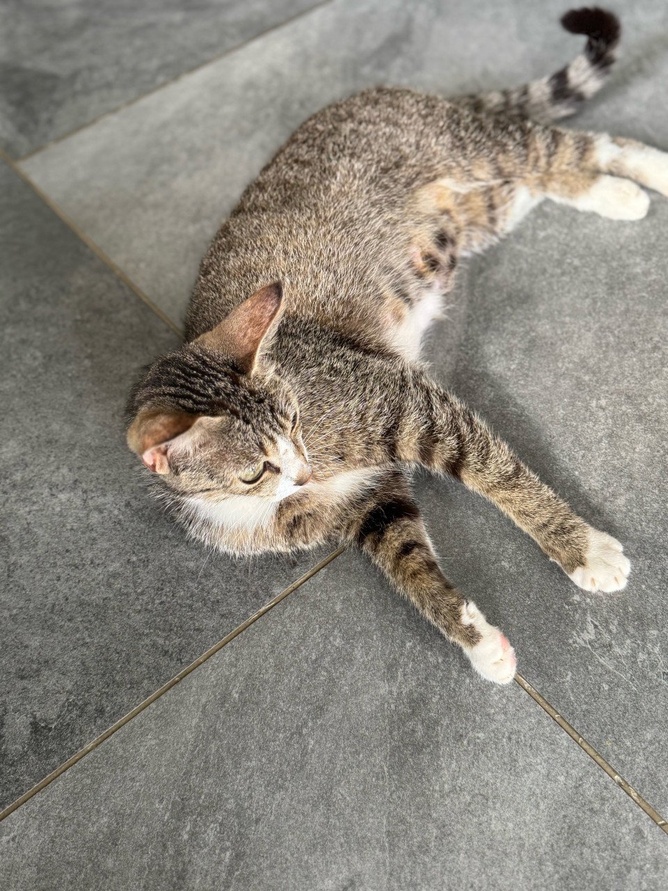 Poes 1 jaar