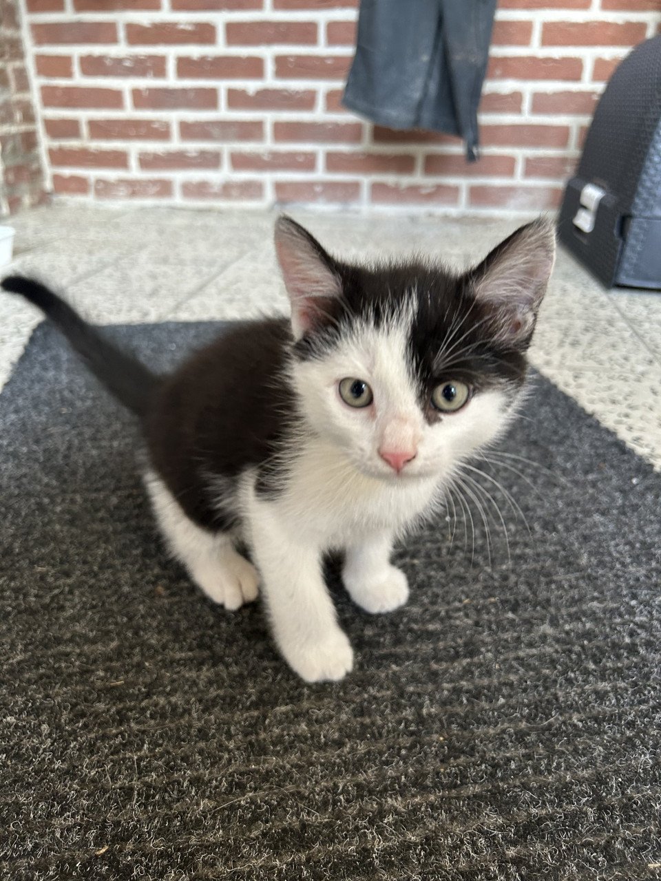 Lieve zwart witte kitten