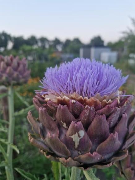 Onbespoten artisjokplanten