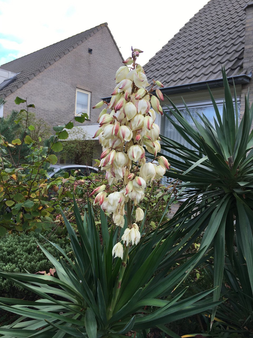 Grote yucca in kuip