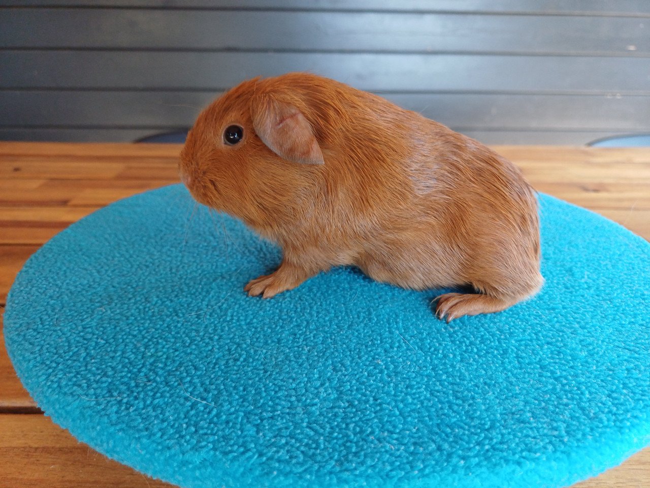 Diverse cavia's aangeboden