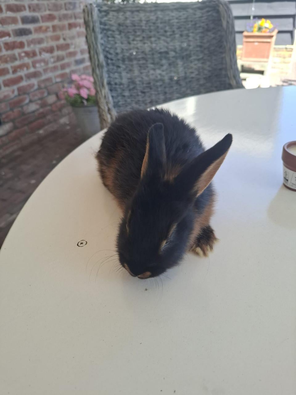 Konijntjes