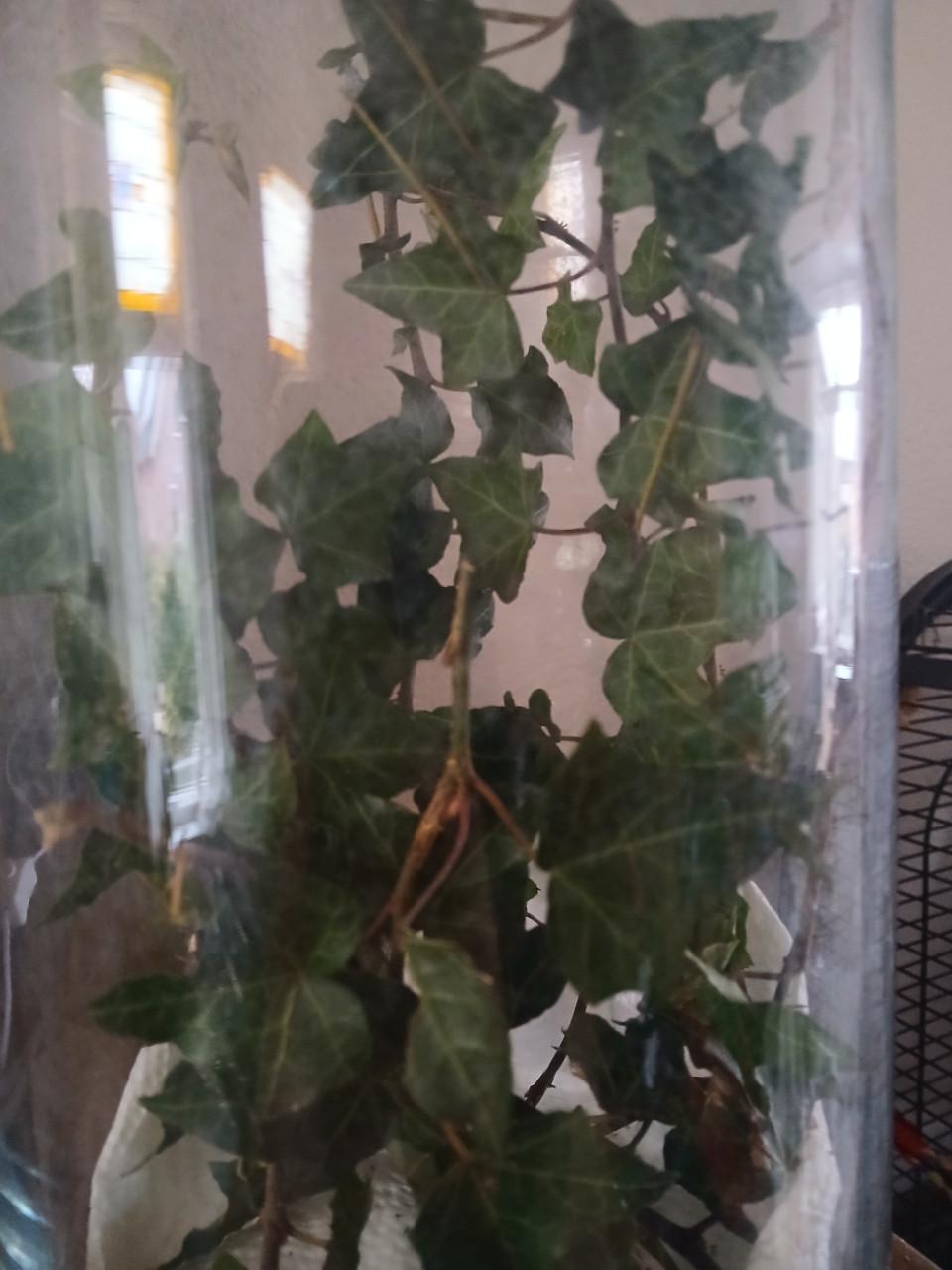 Baby wandelende takjes(nimfen)