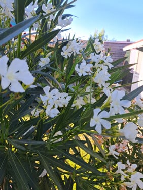 2 hele grote oleanders