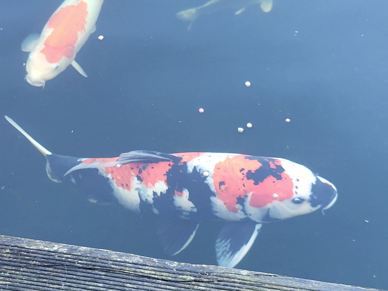 Koi's