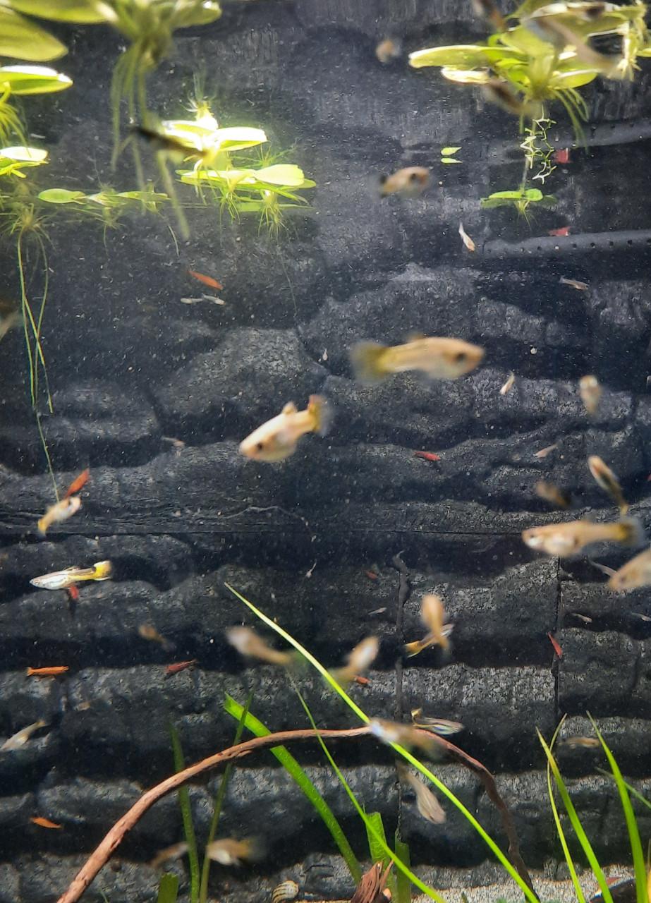Guppy's