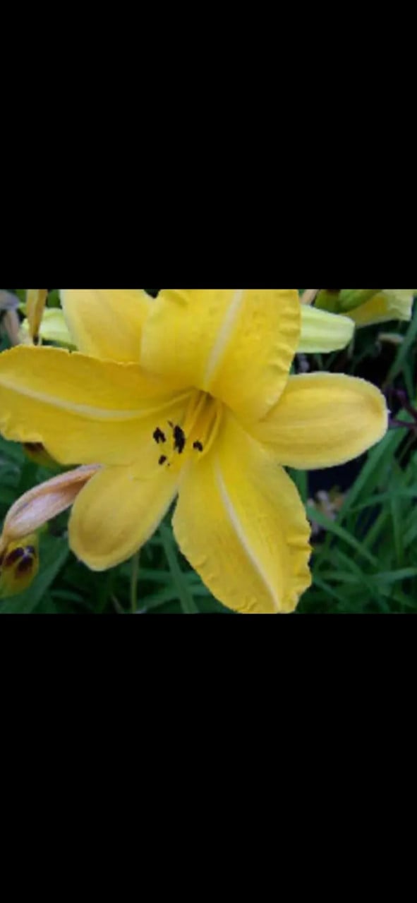 Planten 2 euro per stuk