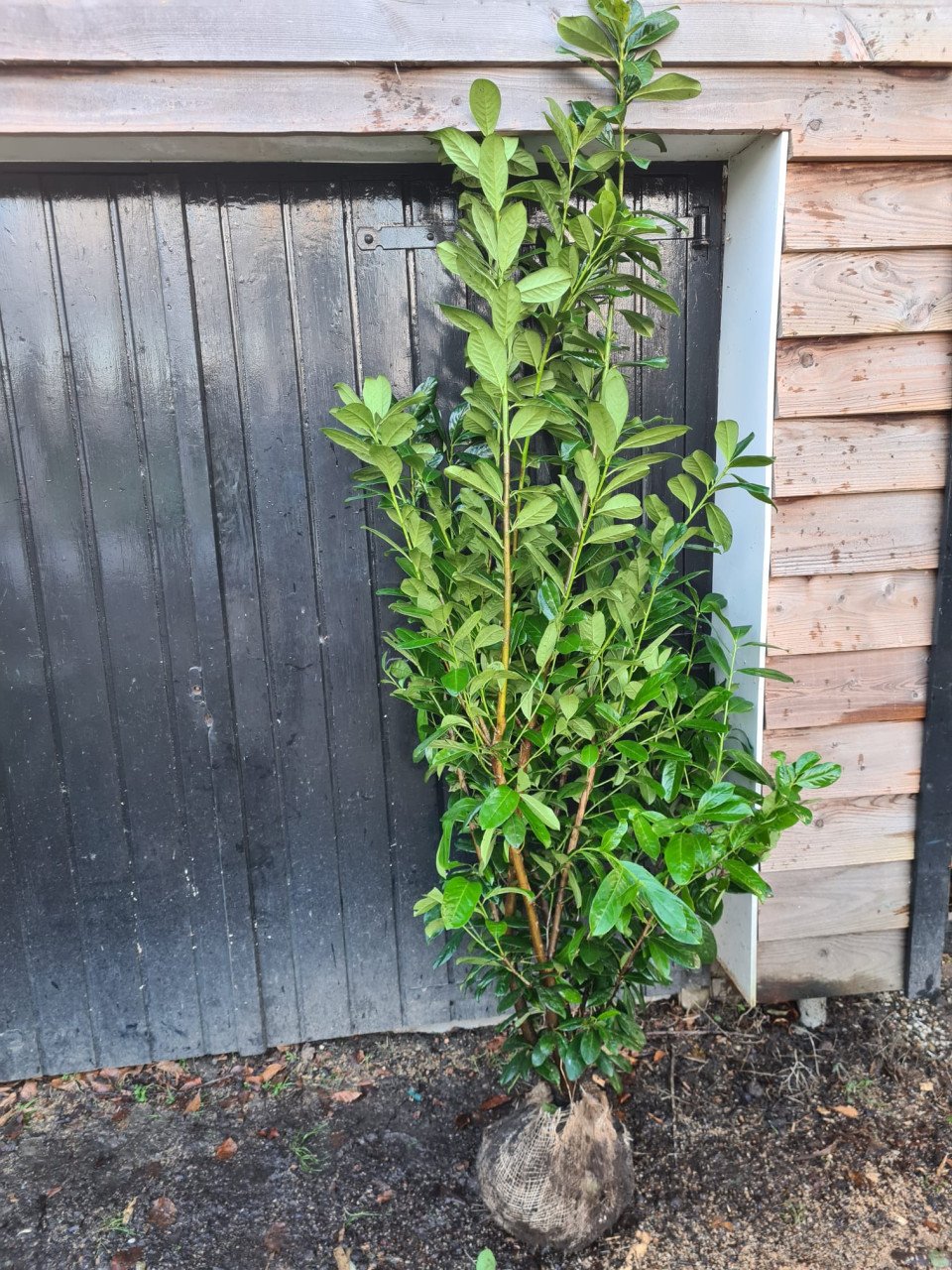 Laurierhaag - Prunus Novita in alle hoogtes