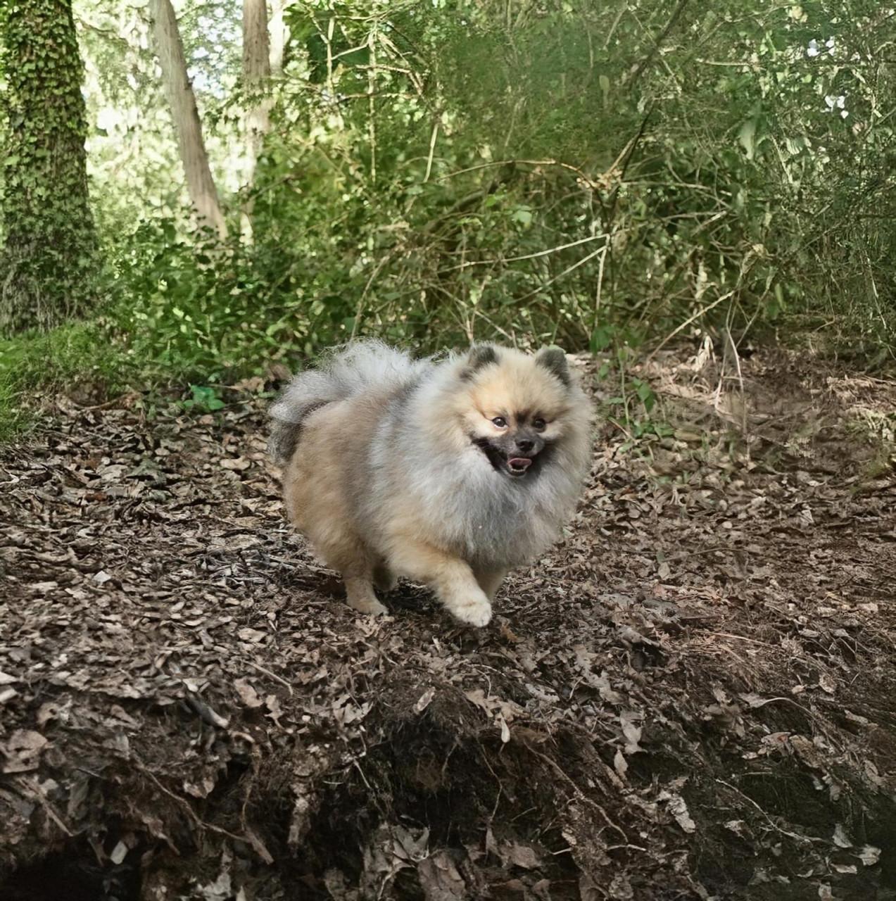 Raszuivere pomeranian ( dwergkees) dekreu