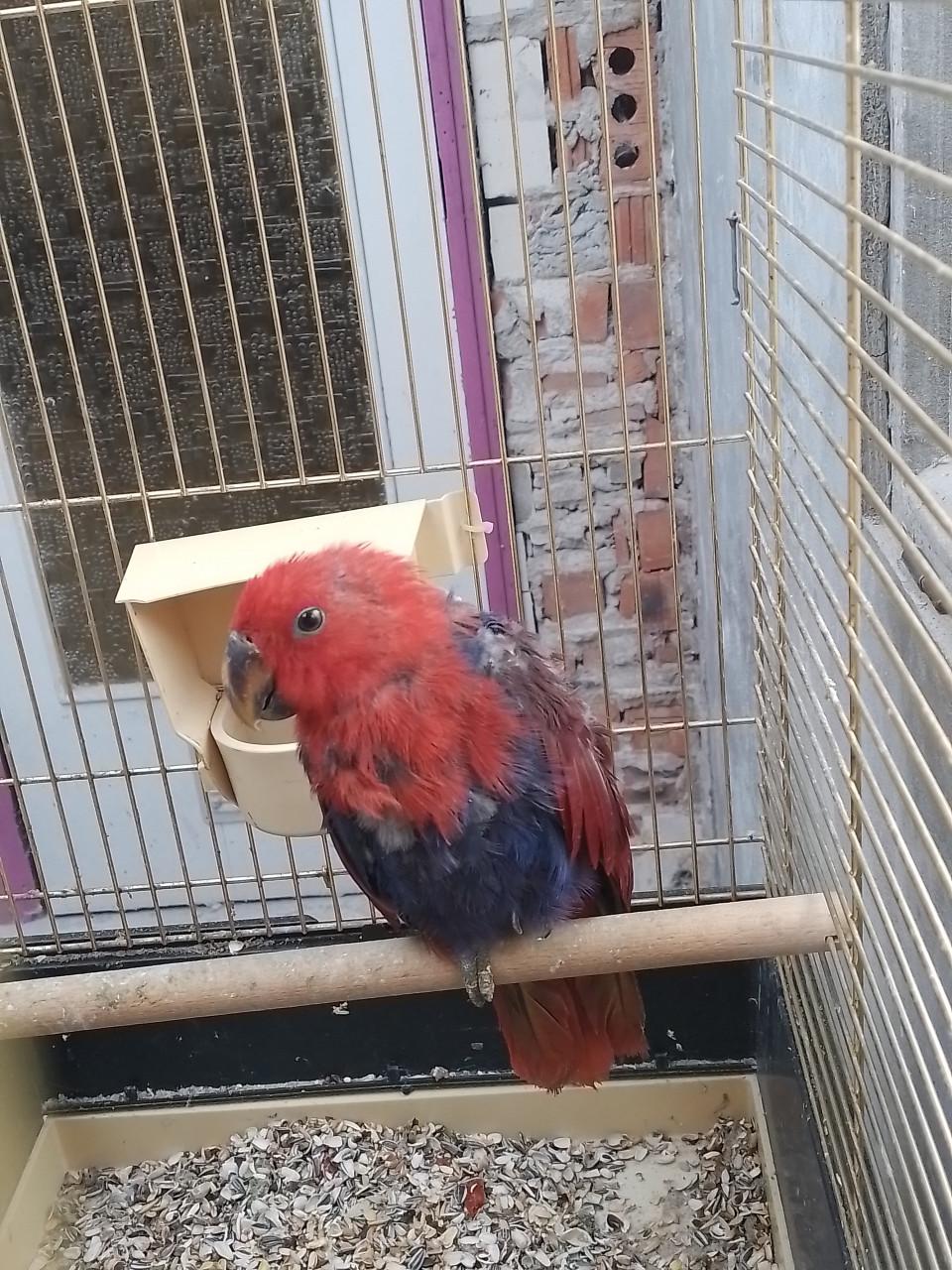 Jonge Edelpapegaai met kooi.