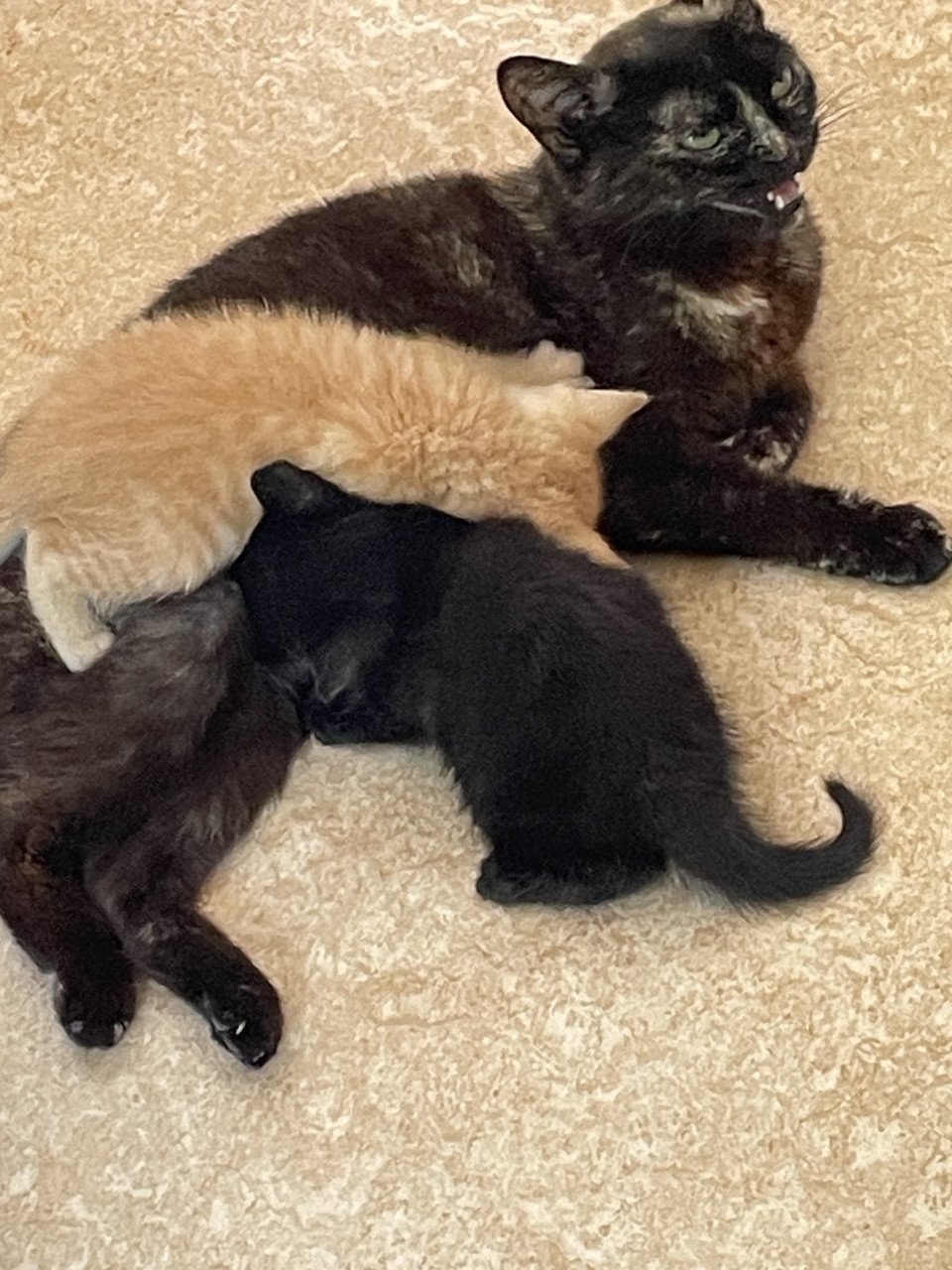 Rood Kitten vrouwtje