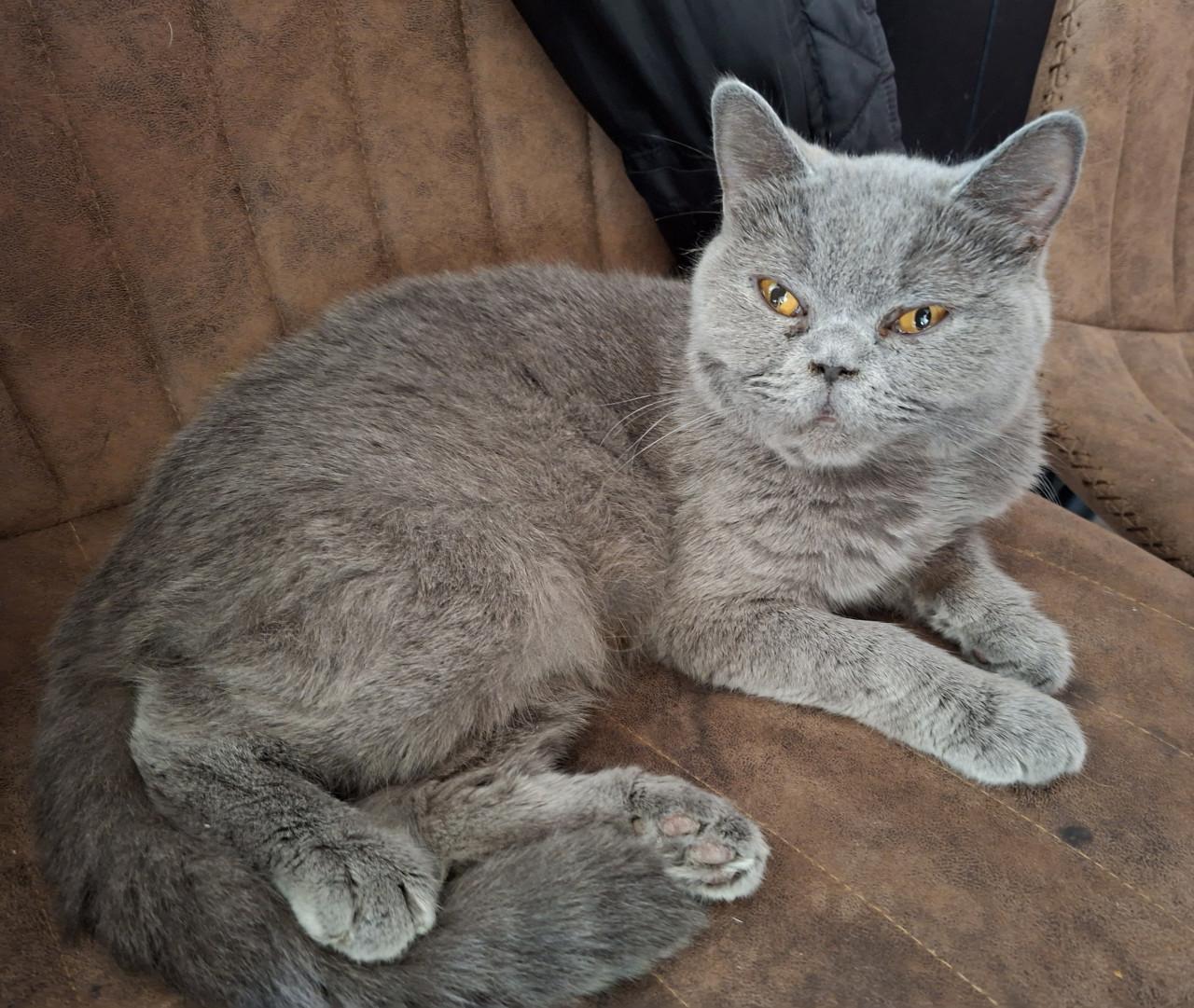 Lieve britse korthaar kittens zoeken een goed huisje