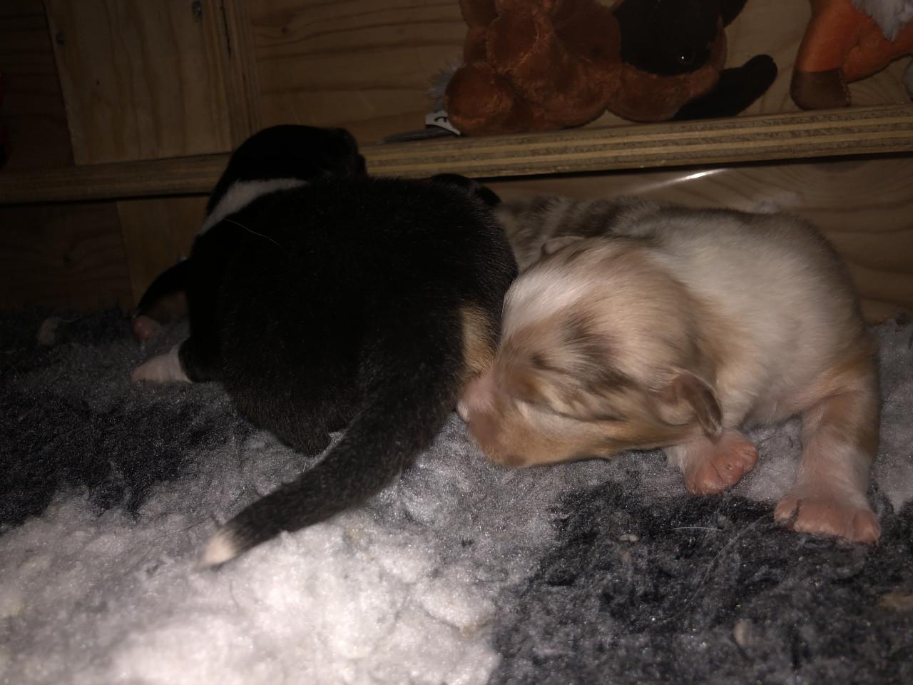 Australian shepherd pups met stamboom!!