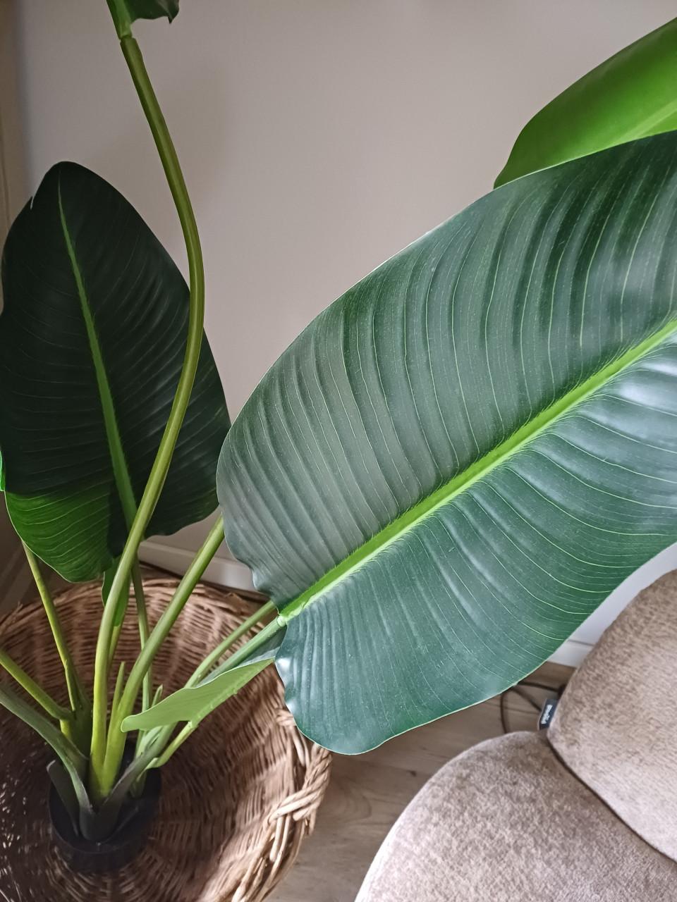 Grote kunst Strelitzia