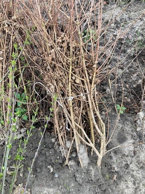 Zeeuwse haag / natuurlijke beplanting/inheemse struiken
