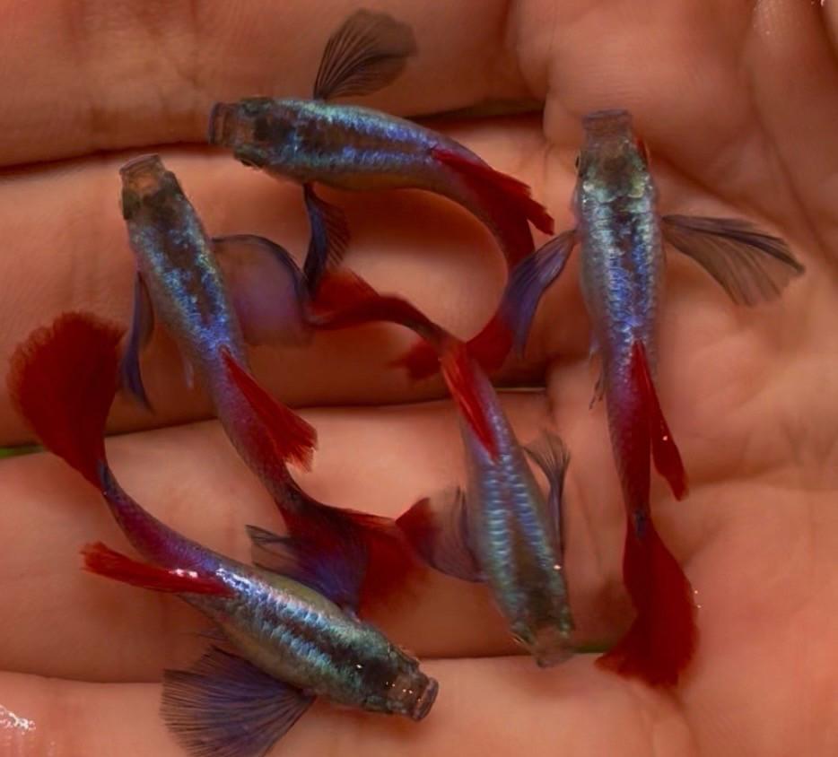 Platinum dumbo ear red tail guppy’s.