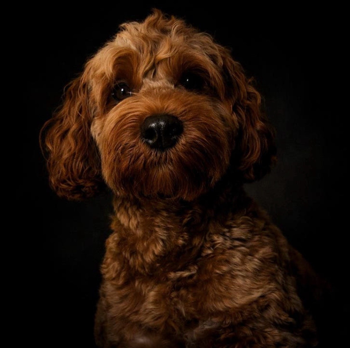 Rode labradoodle dekreu | Getest | Bewezen nakomelingen