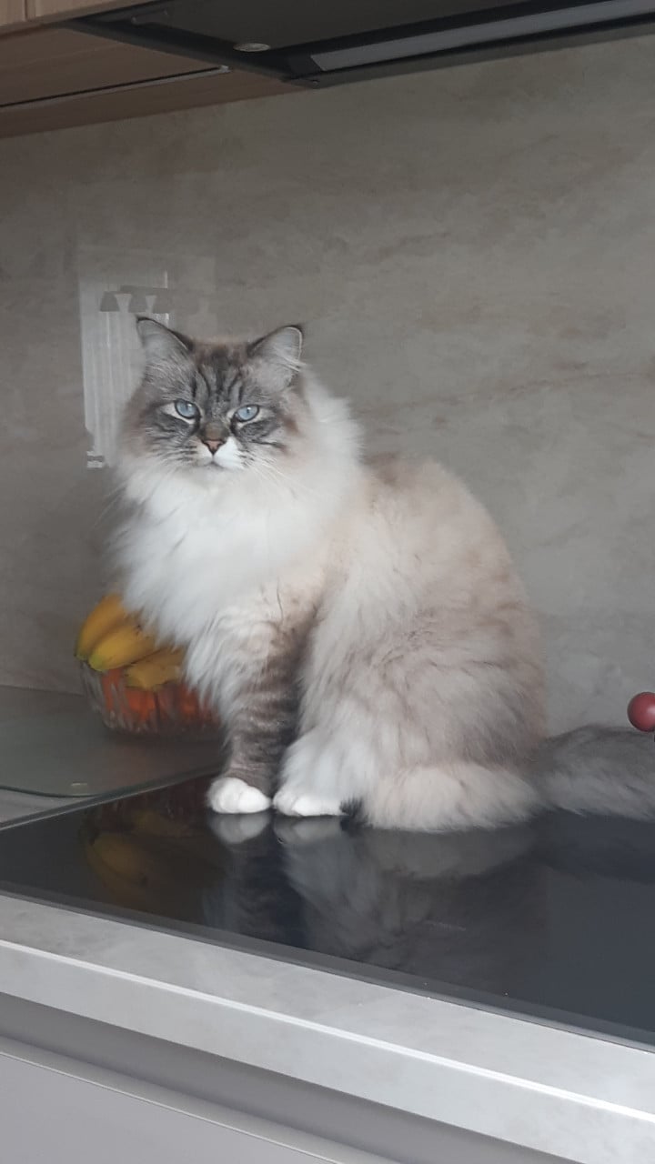 Vermist Ragdoll
