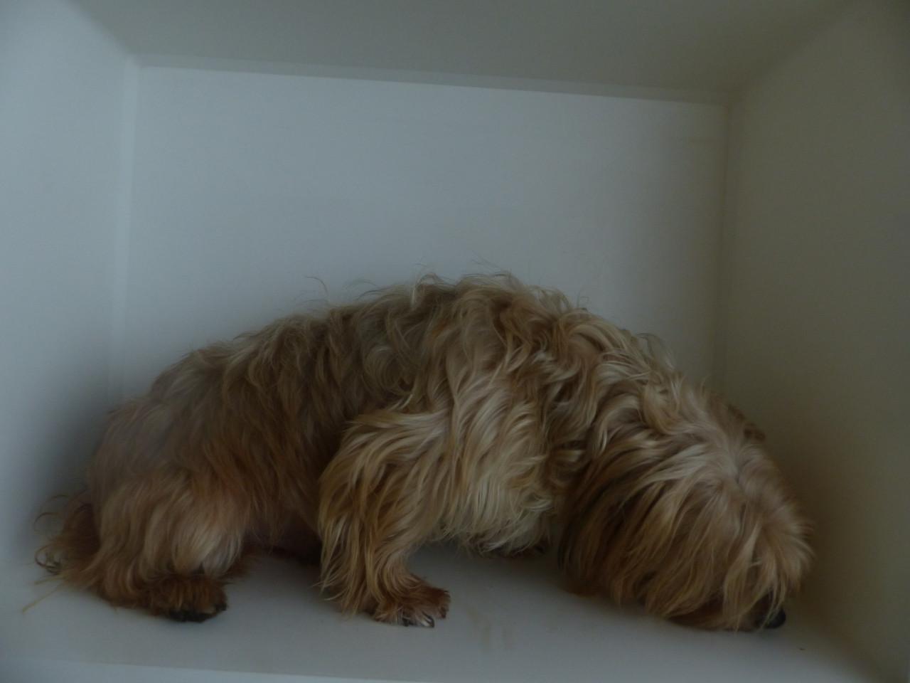 Reutje 1 jaar oud Yorkshire Terrier mix super gezond en leuk