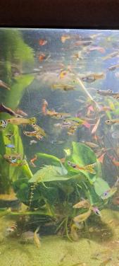 Guppy guppen,  mooie kleuren