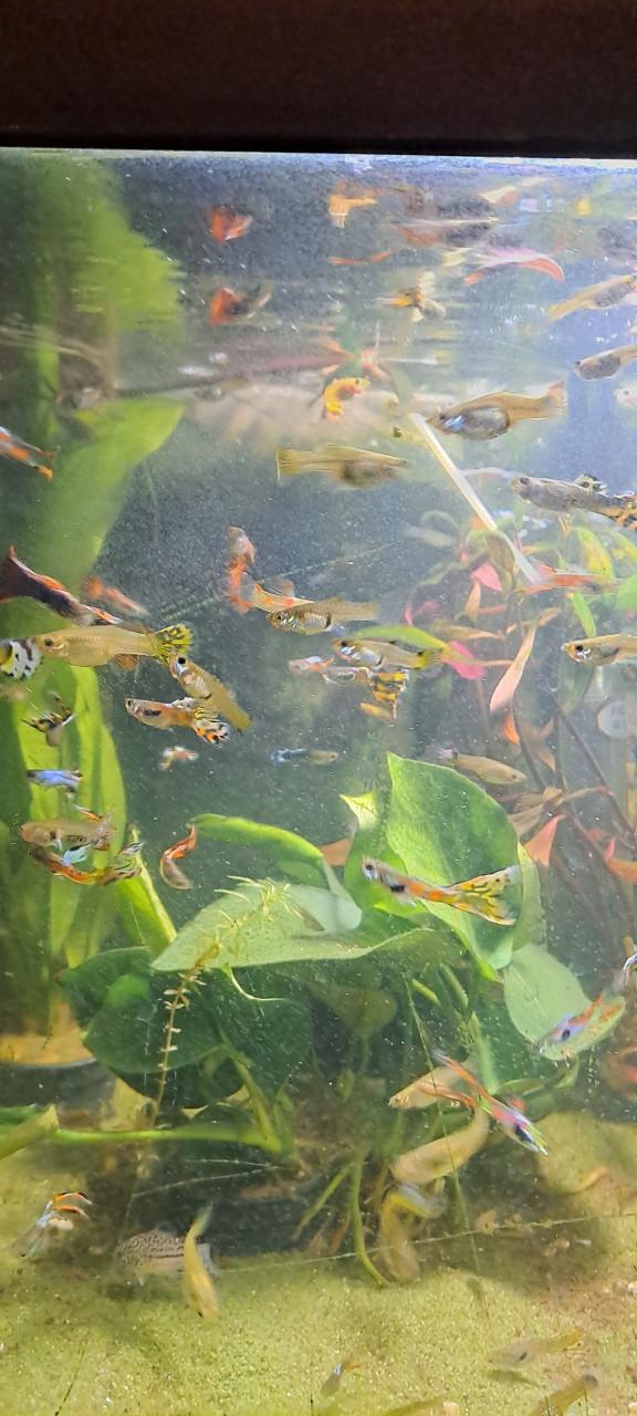 Guppy guppen,  mooie kleuren