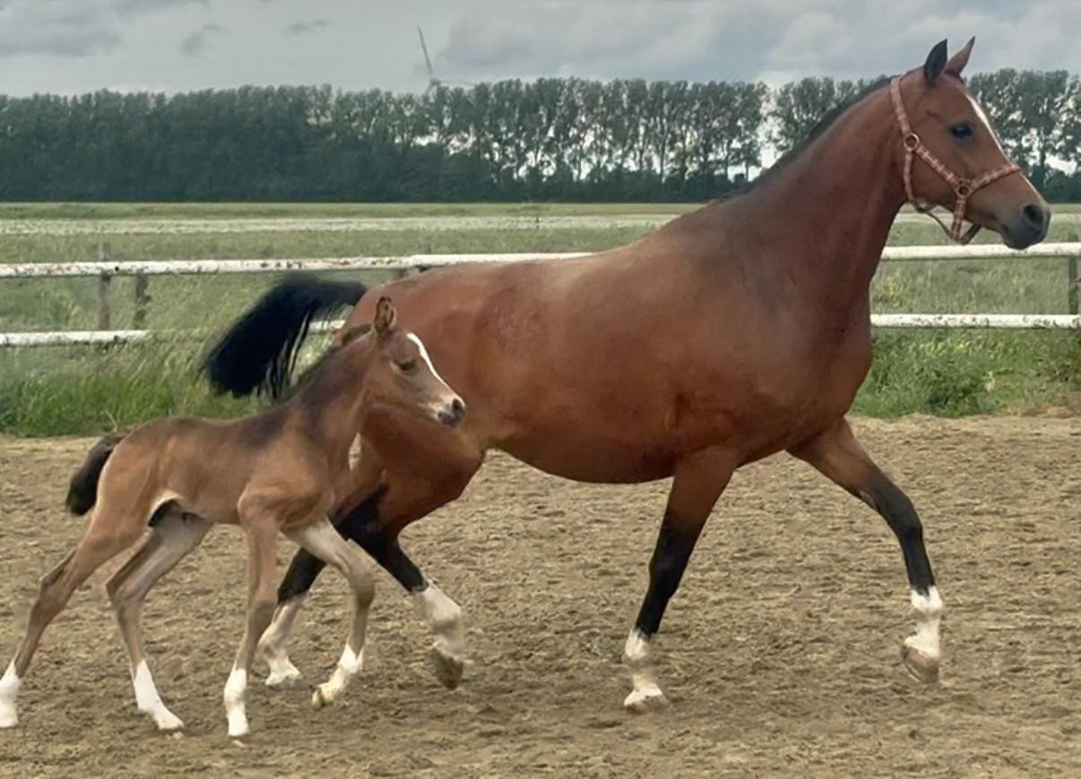 Knappe en lieve welshmerrie